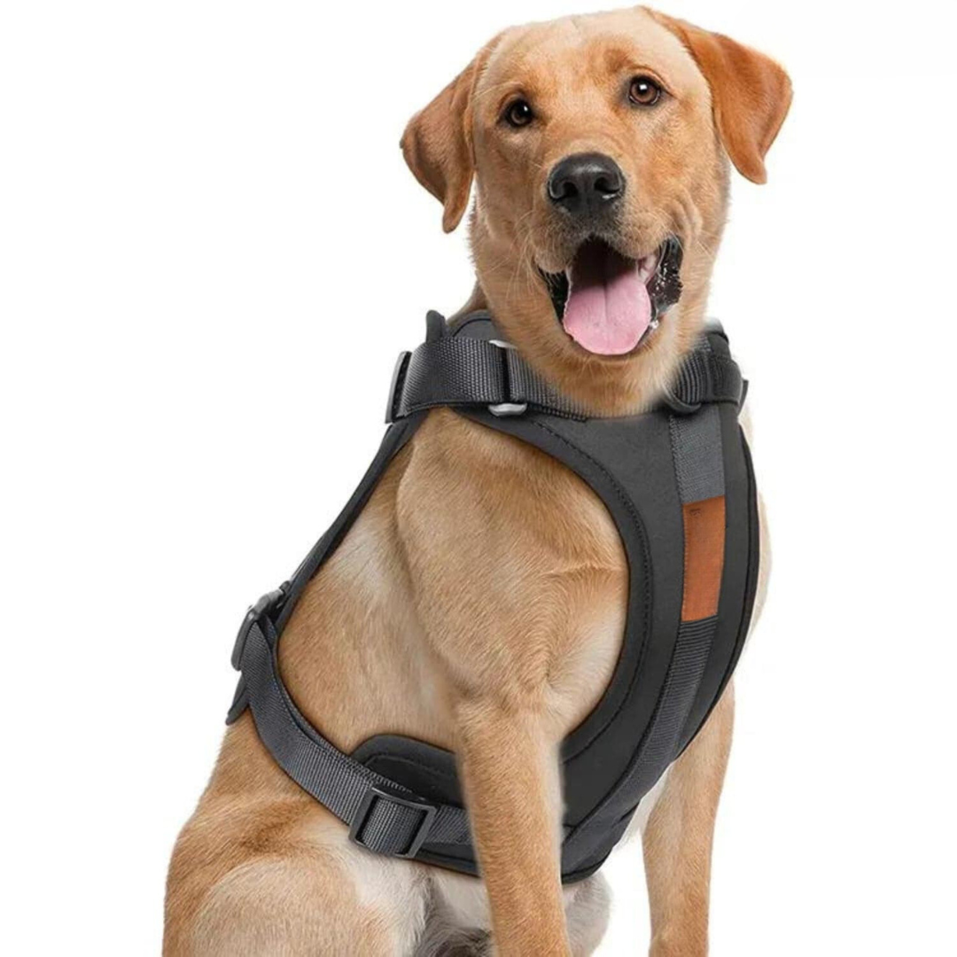 Dog Harness Lead Set No-Pull Padded Neoprene Small Medium Large with Matching Lead Poo Bag Holder Adjustable Walking Kit | Koossa
