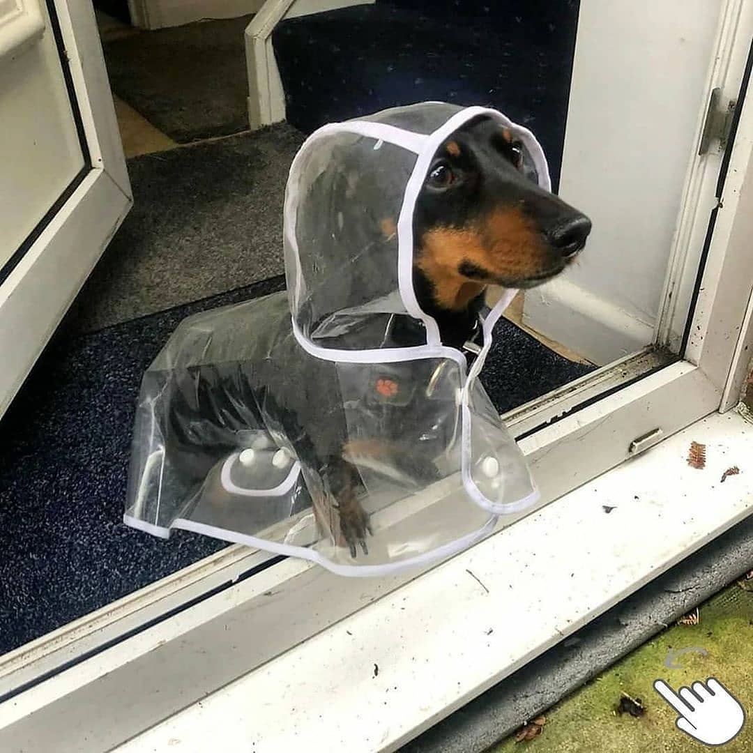 Dog Raincoat Transparent Waterproof Hooded Dachshund Small Dog Rain Cape Poncho Clear PVC Lightweight Windproof Puppy Wet Weather | Koossa