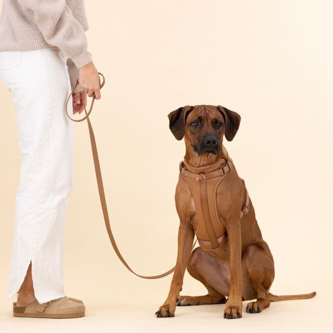 Dog Harness Lead Set No-Pull Padded Neoprene Small Medium Large with Matching Lead Poo Bag Holder Adjustable Walking Kit | Koossa