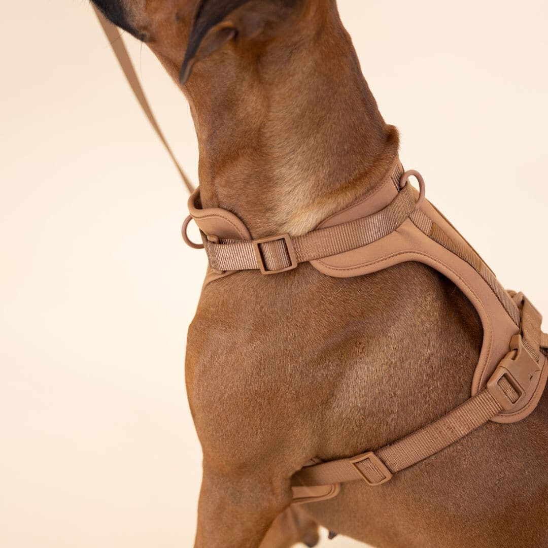 Dog Harness Lead Set No-Pull Padded Neoprene Small Medium Large with Matching Lead Poo Bag Holder Adjustable Walking Kit | Koossa