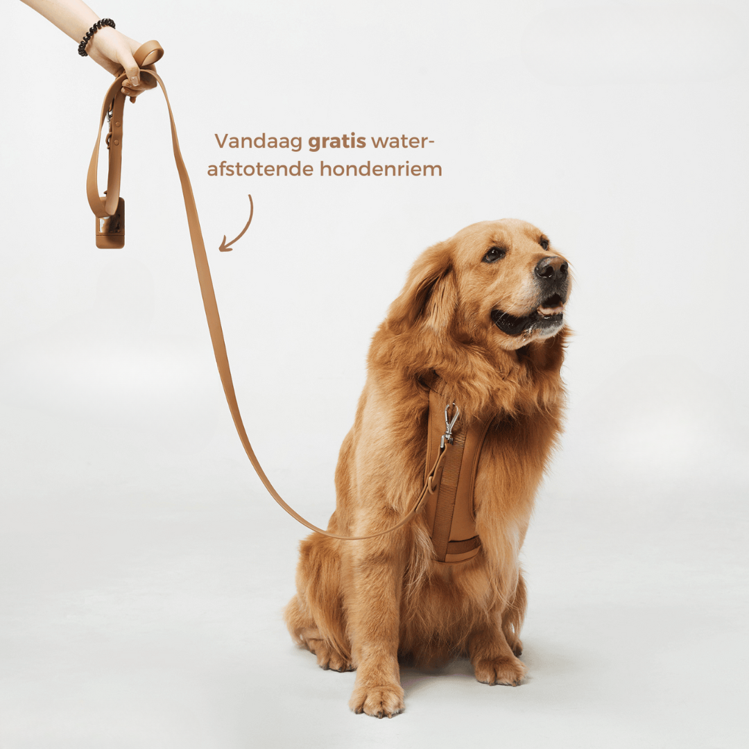 Dog Harness Lead Set No-Pull Padded Neoprene Small Medium Large with Matching Lead Poo Bag Holder Adjustable Walking Kit | Koossa