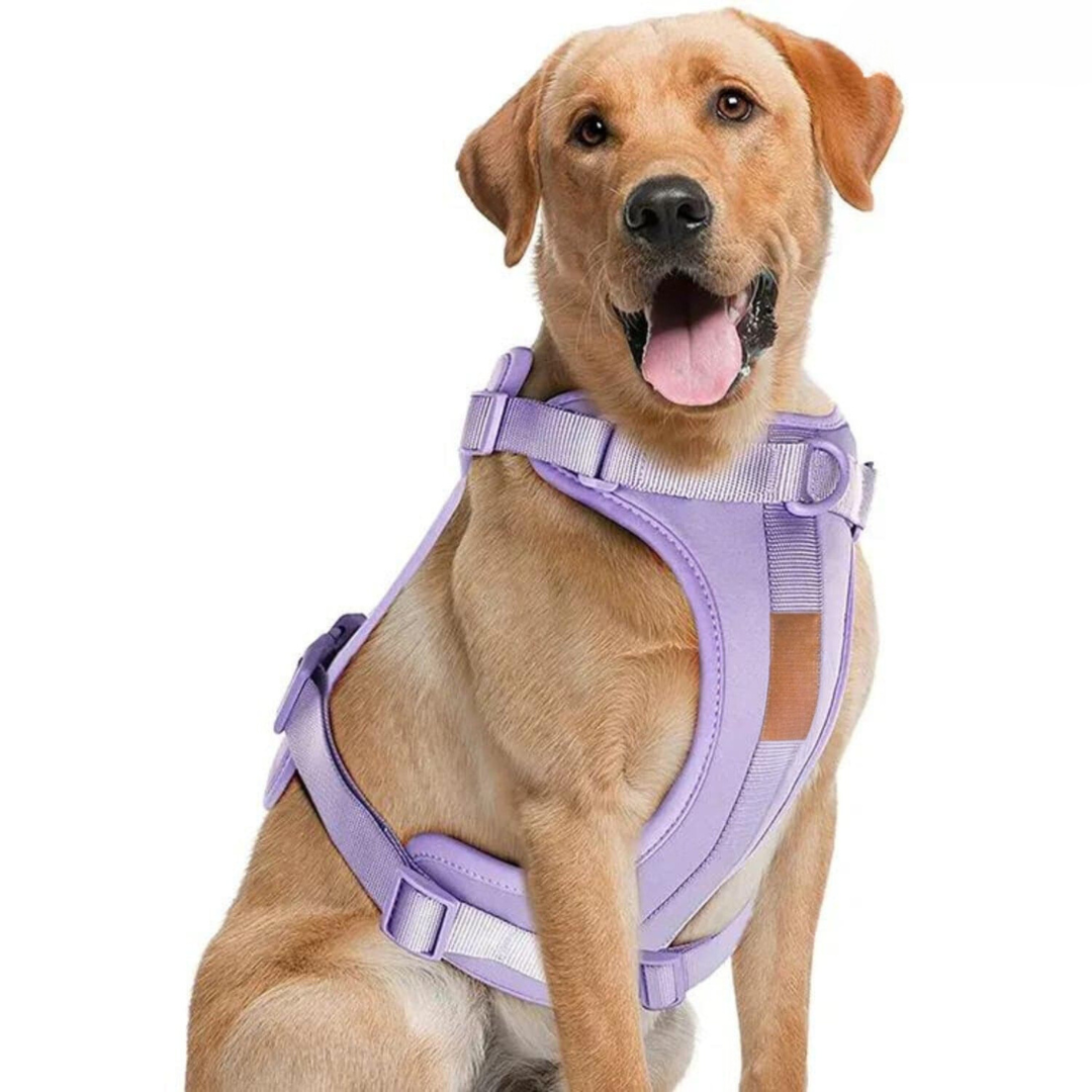 Dog Harness Lead Set No-Pull Padded Neoprene Small Medium Large with Matching Lead Poo Bag Holder Adjustable Walking Kit | Koossa