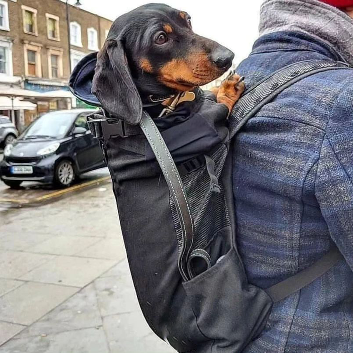 Dog Carrier Backpack Breathable Mesh Dachshund Travel Rucksack Ventilated Adjustable Reflective Small Dog Hands-Free Walking Hiking | Koossa