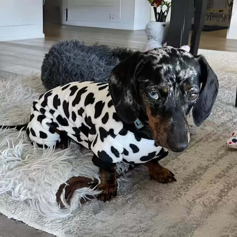 Dachshund Pyjamas Fleece Cow Print Full Body Jumpsuit S–XL Winter Dog Sleepwear Onesie Cold Weather | Koossa