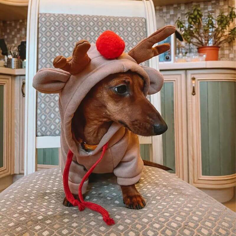Dachshund Reindeer Hoodie Fleece Lined Polyester XS–2XL Christmas Dog Costume Festive Holiday Outfit Rudolph | Koossa
