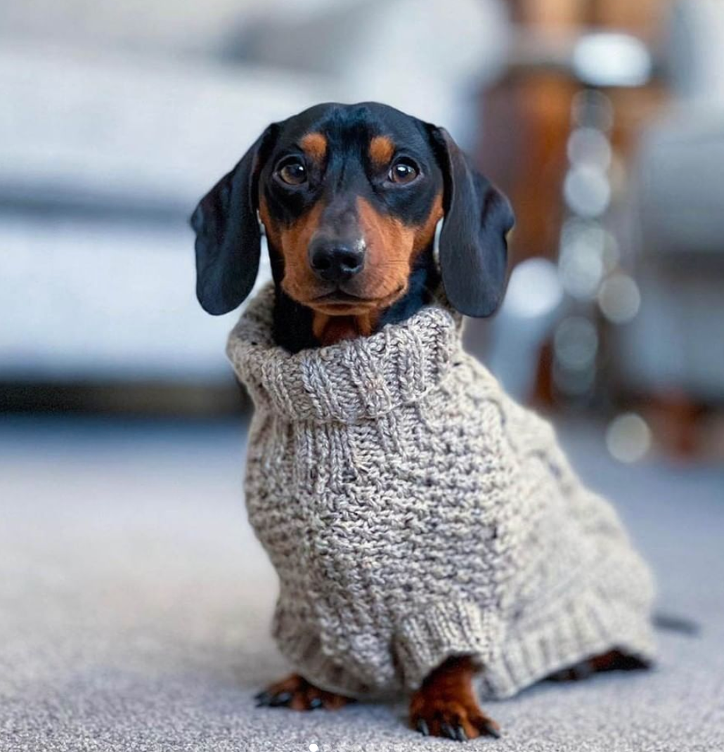 Dog Jumper Cable Knit 100% Cotton Dachshund Turtleneck Sweater Stretch Small Dog Winter Pullover Soft Warm Cold Weather Coat | Koossa