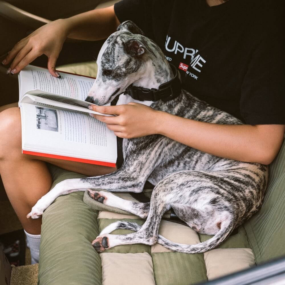 Dog Car Seat Cover Padded Waterproof Polyester Anti-Slip Bolster Back Seat Bed Large Dogs Safety Strap | Koossa