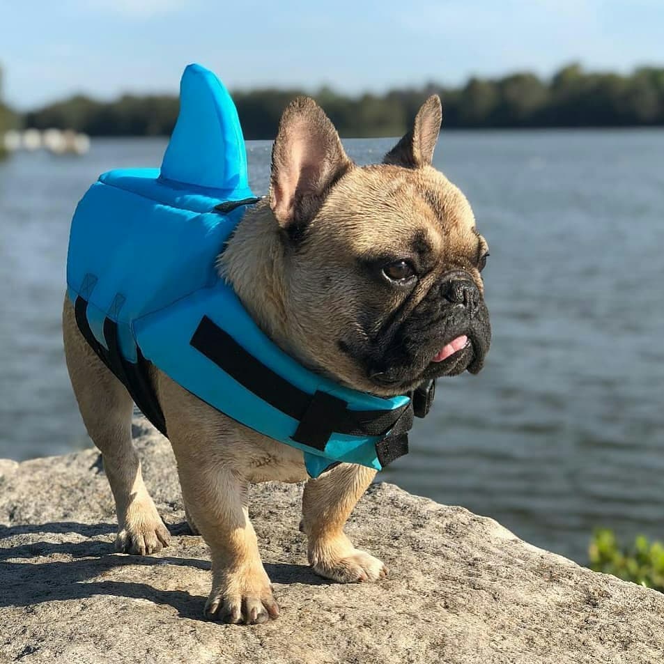 Dog Life Jacket Shark Fin Buoyant Diving Fabric French Bulldog Swim Vest Quick-Release Buckle Grab Handle D-Ring Water Safety | Koossa