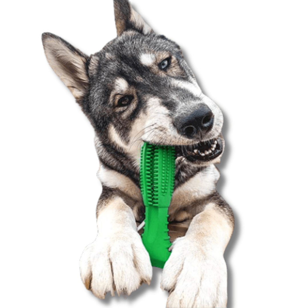 Dog Dental Chew Toy Natural Rubber Toothbrush Suction Cup Molar Cleaner Interactive Dog Teeth Cleaning Toy Small Medium Large Green Blue Red | Koossa