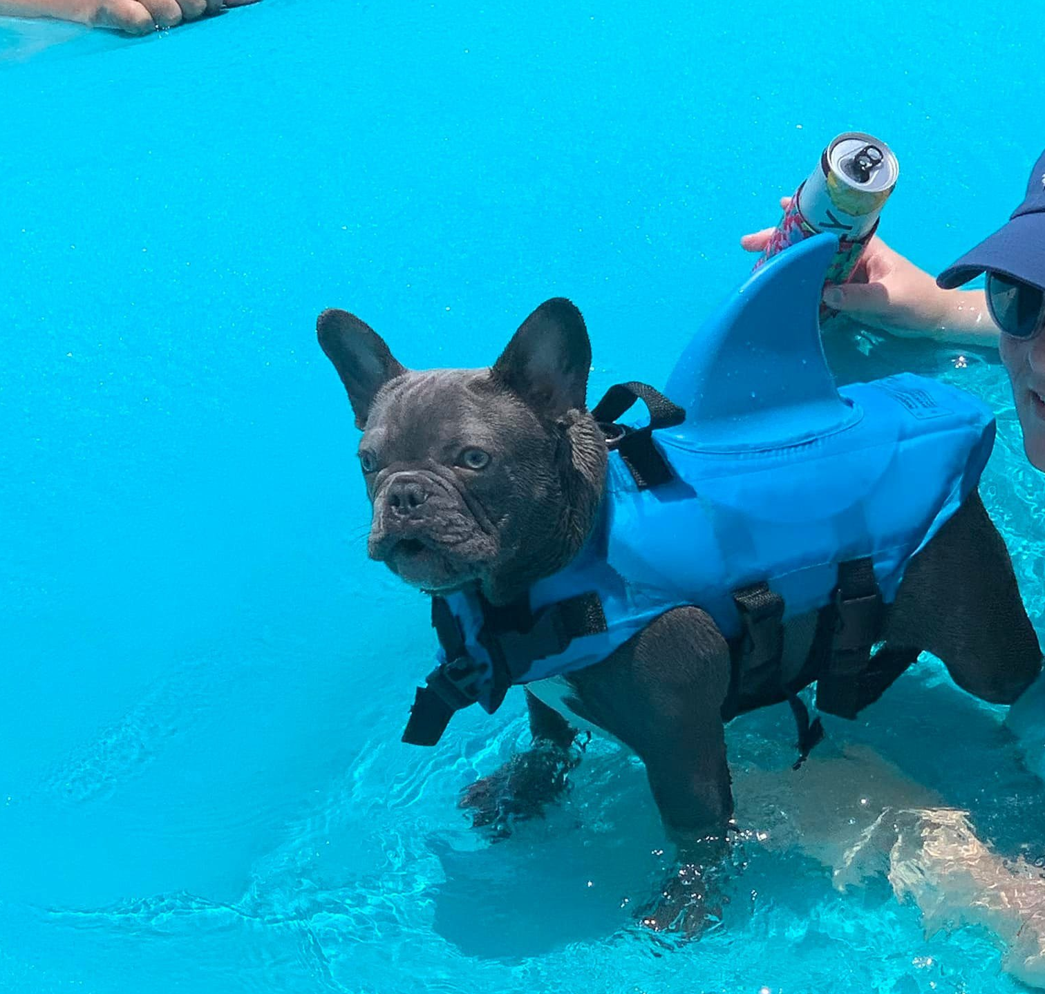 Dog Life Jacket Shark Fin Buoyant Diving Fabric French Bulldog Swim Vest Quick-Release Buckle Grab Handle D-Ring Water Safety | Koossa
