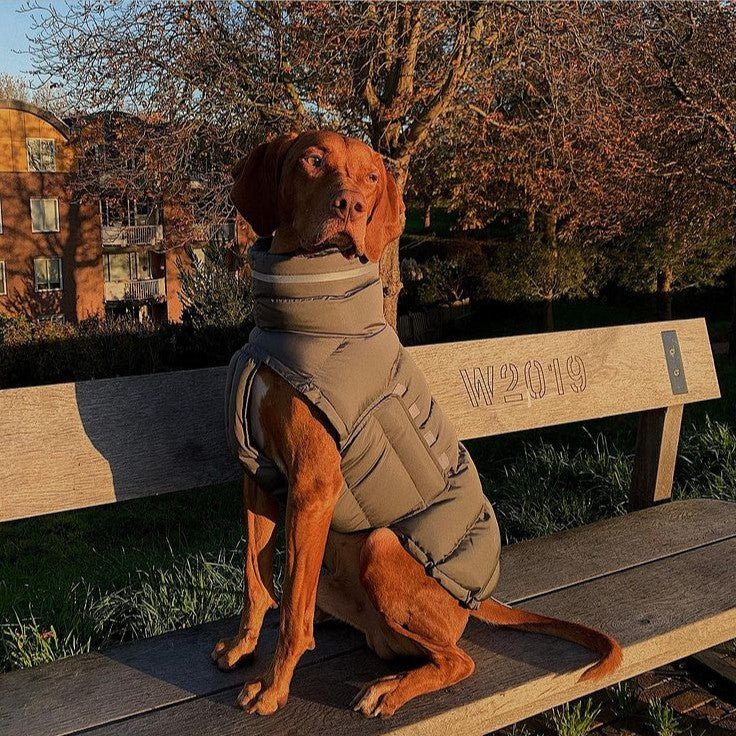 Dog Padded Jacket Vest Polyester Windproof Waterproof S to XL Whippet Greyhound Winter Coat Zip Button | Koossa