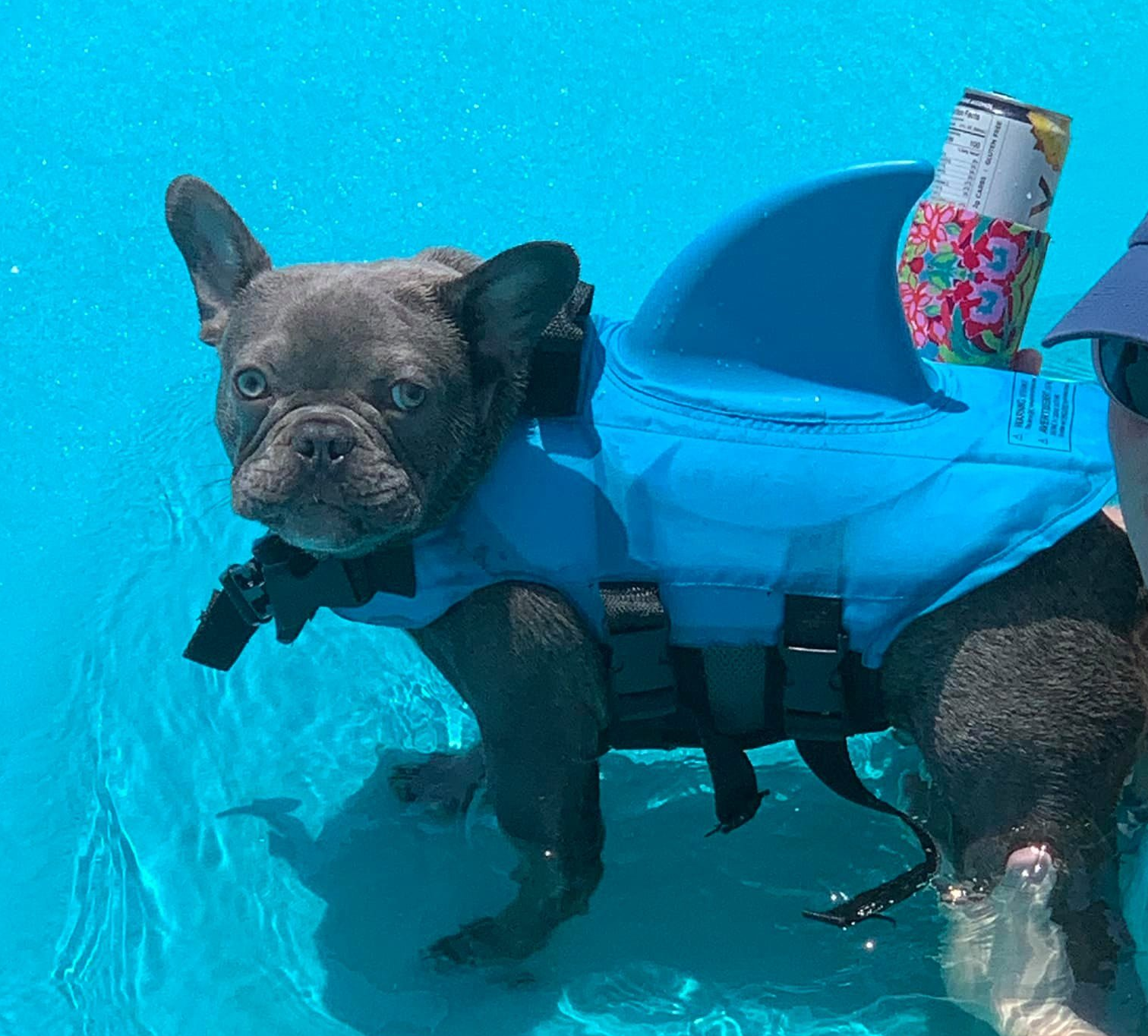 Dog Life Jacket Shark Fin Buoyant Diving Fabric French Bulldog Swim Vest Quick-Release Buckle Grab Handle D-Ring Water Safety | Koossa