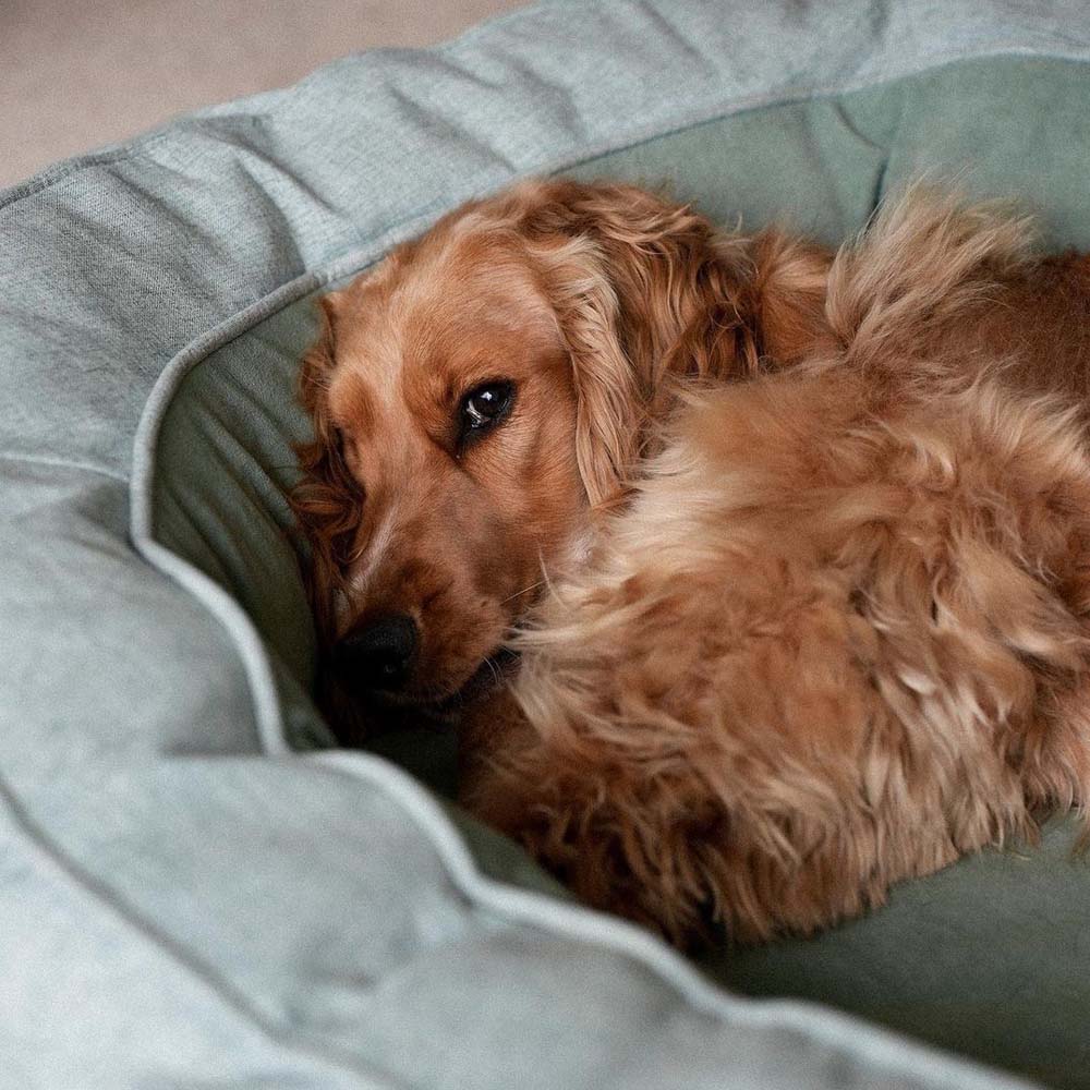 Dog Bed Donut Oval Orthopaedic Foam M L XL 2XL Waterproof Washable Anti-Slip Calming Cuddler Pet Sofa Bed | Koossa