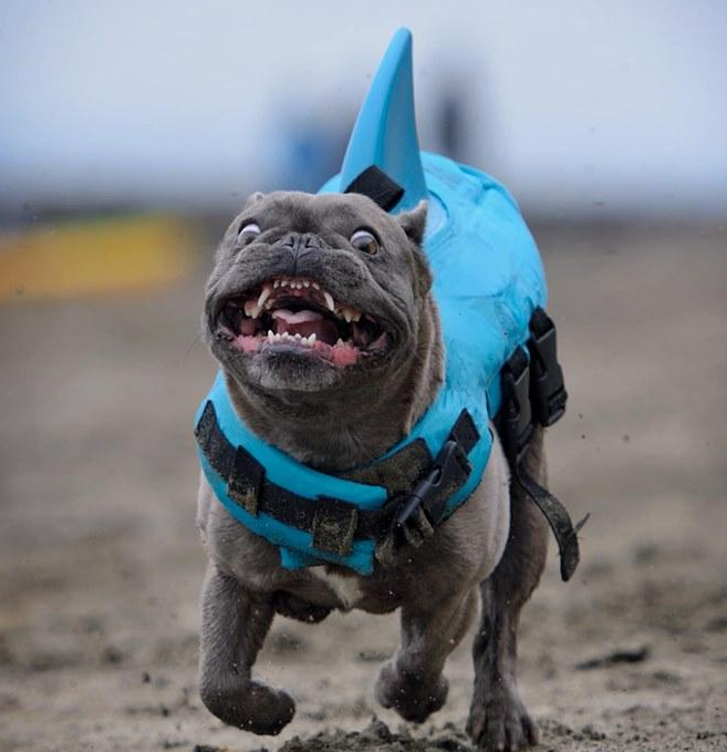 Dog Life Jacket Shark Fin Buoyant Diving Fabric French Bulldog Swim Vest Quick-Release Buckle Grab Handle D-Ring Water Safety | Koossa