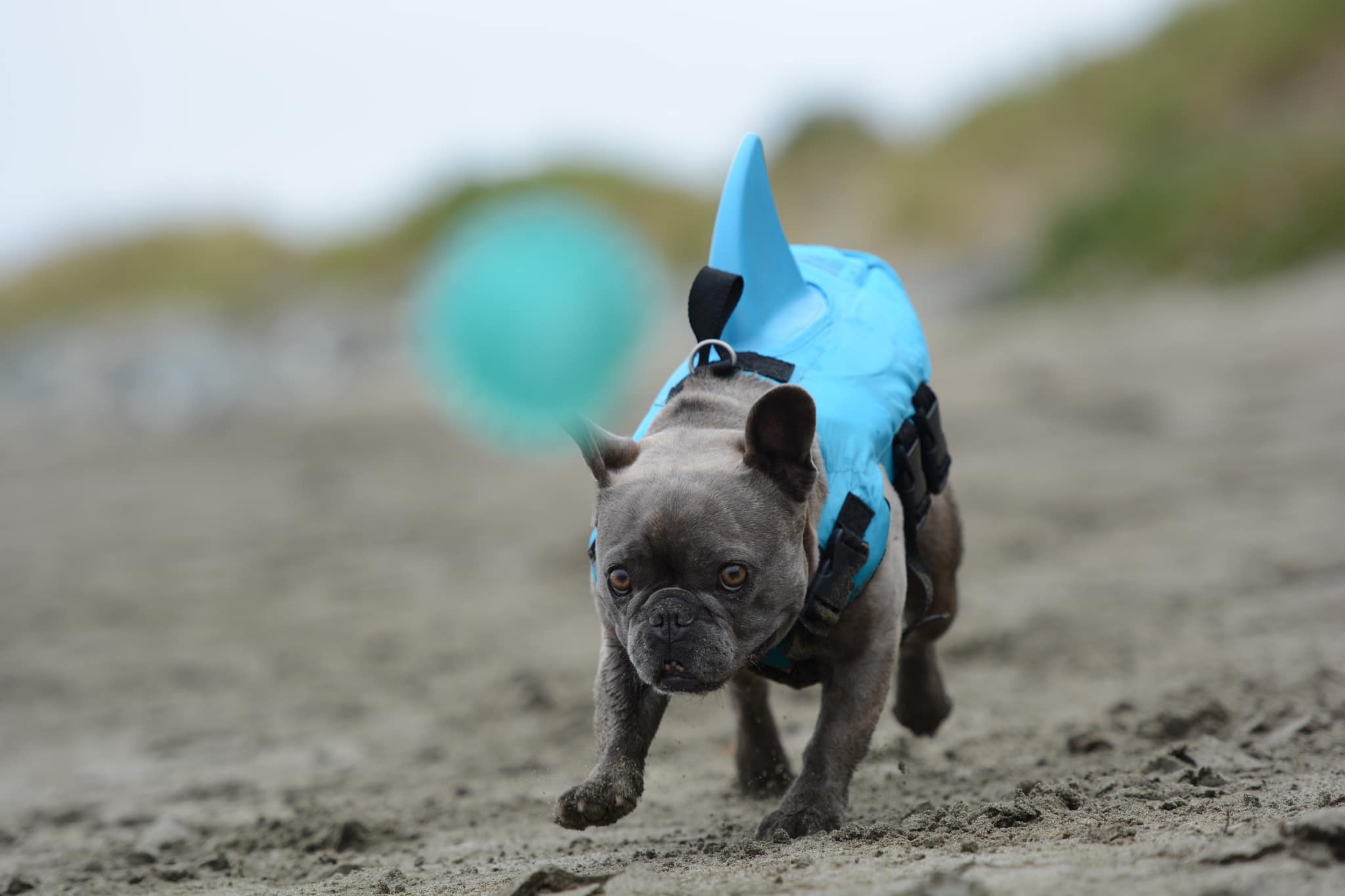 Dog Life Jacket Shark Fin Buoyant Diving Fabric French Bulldog Swim Vest Quick-Release Buckle Grab Handle D-Ring Water Safety | Koossa
