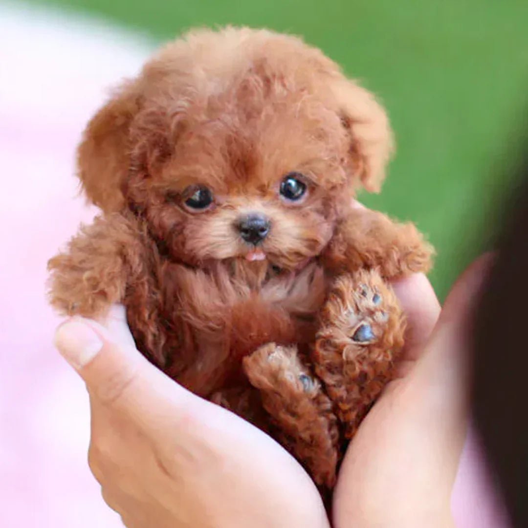 Peluche robotisée interactive chien câlin réaliste pour enfants et seniors compagnie apaisante et douce | Koossa