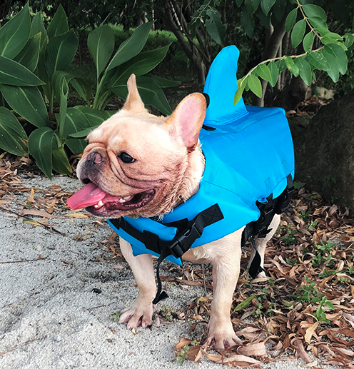 Dog Life Jacket Shark Fin Buoyant Diving Fabric French Bulldog Swim Vest Quick-Release Buckle Grab Handle D-Ring Water Safety | Koossa
