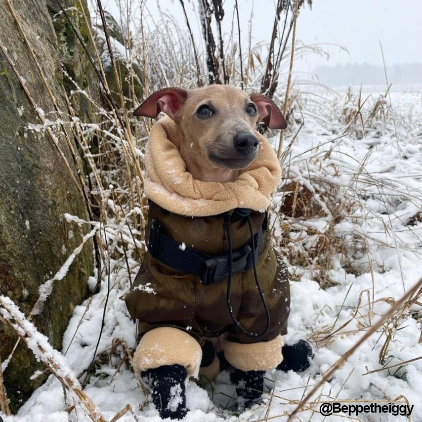 Dog Padded Coat Parka Fleece Lined Waterproof Whippet Greyhound S to 4XL Leash Ring High Neck Windproof | Koossa