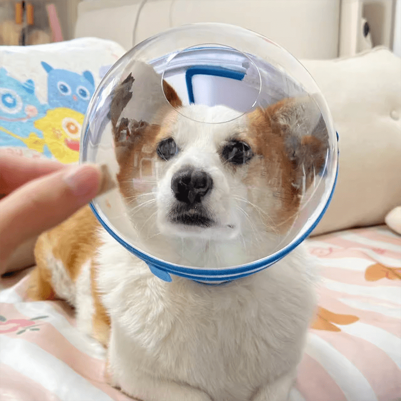 Pet Recovery Collar Transparent Plastic 360° Anti-Lick Anti-Bite Lightweight Cat Dog Cone Post-Surgery | Koossa