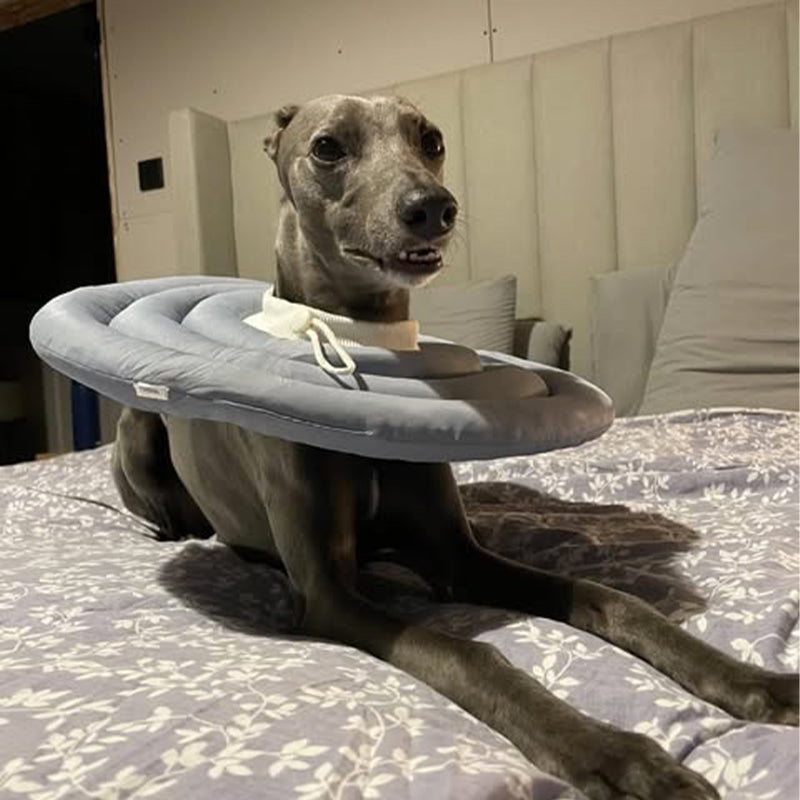Recovery Cone Adjustable Soft Cotton Dog Cat E-Collar Post-Surgery Wound Protection Buster Collar Elizabethan Collar Pet | Koossa