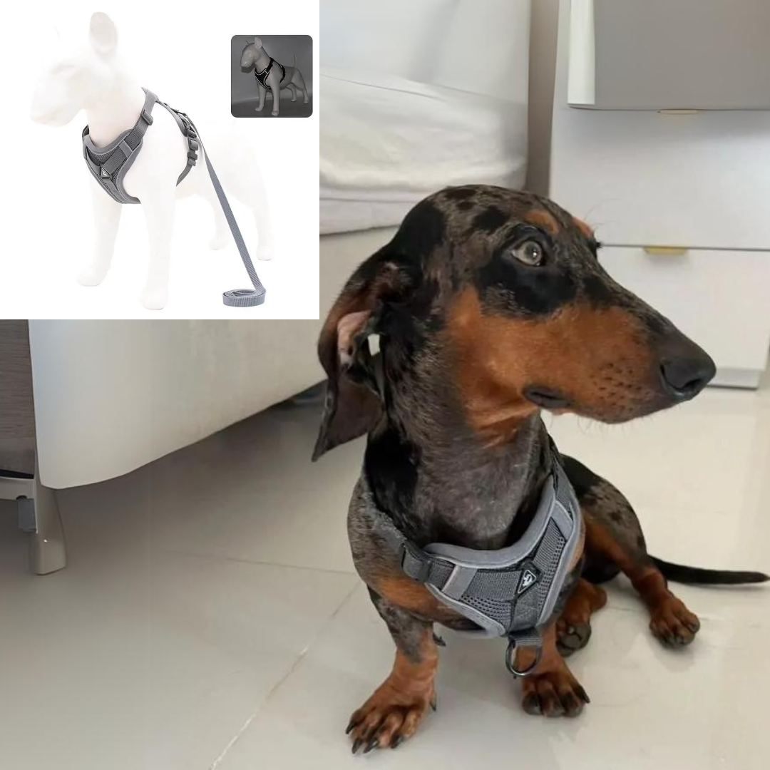 Dachshund Harness No-Pull Padded Mesh Nylon Leash Set Dual Hook Reflective XS–XL Small Dog Walking Vest Training | Koossa