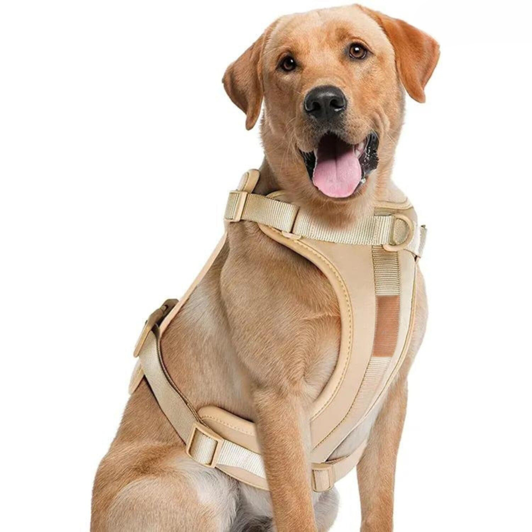 Dog Harness Lead Set No-Pull Padded Neoprene Small Medium Large with Matching Lead Poo Bag Holder Adjustable Walking Kit | Koossa