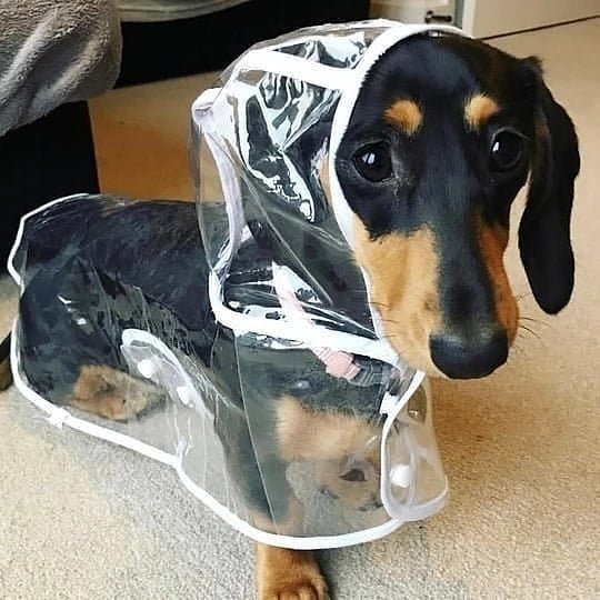 Dog Raincoat Transparent Waterproof Hooded Dachshund Small Dog Rain Cape Poncho Clear PVC Lightweight Windproof Puppy Wet Weather | Koossa