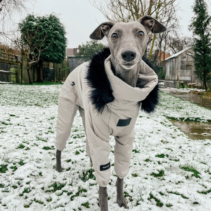Dog Snowsuit Quilted Cotton Full Body Silver Italian Greyhound Whippet Winter Jacket Padded All-in-One Cold Weather Coat | Koossa