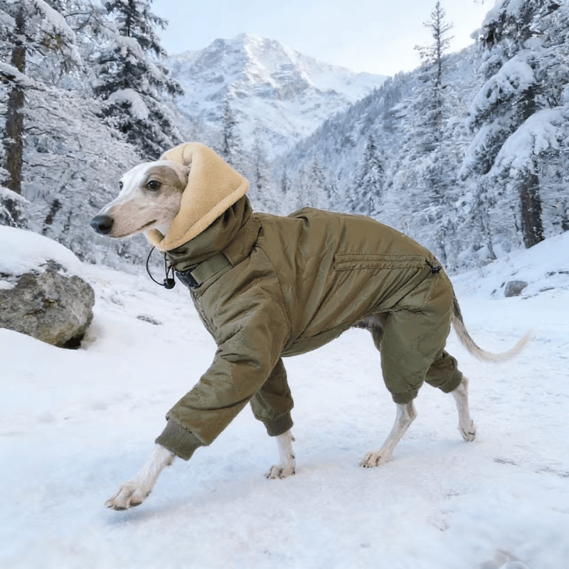 Dog Padded Coat Parka Fleece Lined Waterproof Whippet Greyhound S to 4XL Leash Ring High Neck Windproof | Koossa