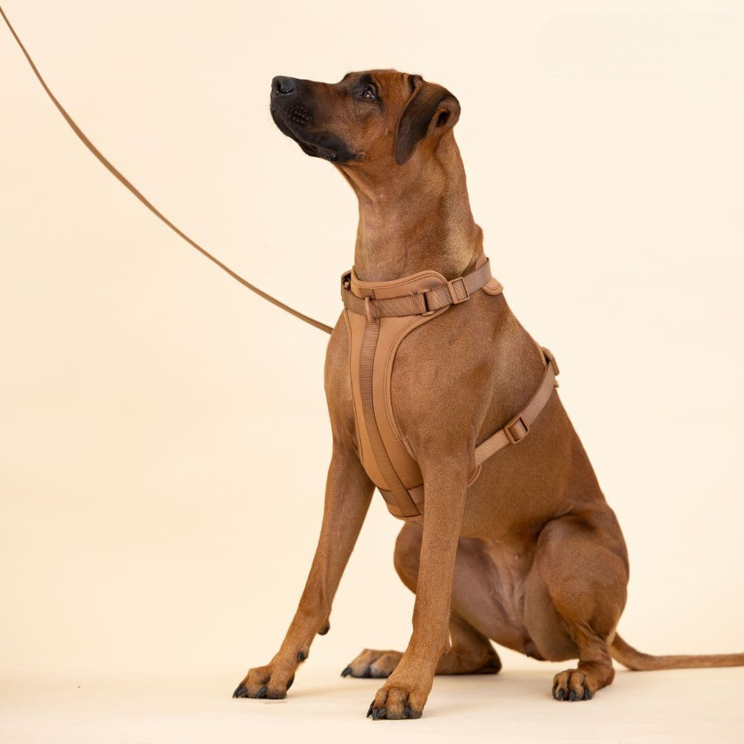 Dog Harness Lead Set No-Pull Padded Neoprene Small Medium Large with Matching Lead Poo Bag Holder Adjustable Walking Kit | Koossa