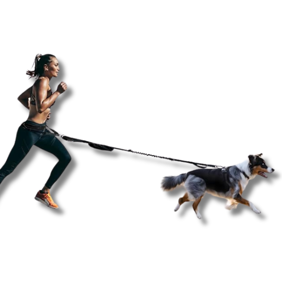 Hands-Free Dog Running Leash Waist Belt Elastic Shock Absorbing Reflective 160–260cm Jogging Walking Hiking Lead | Koossa