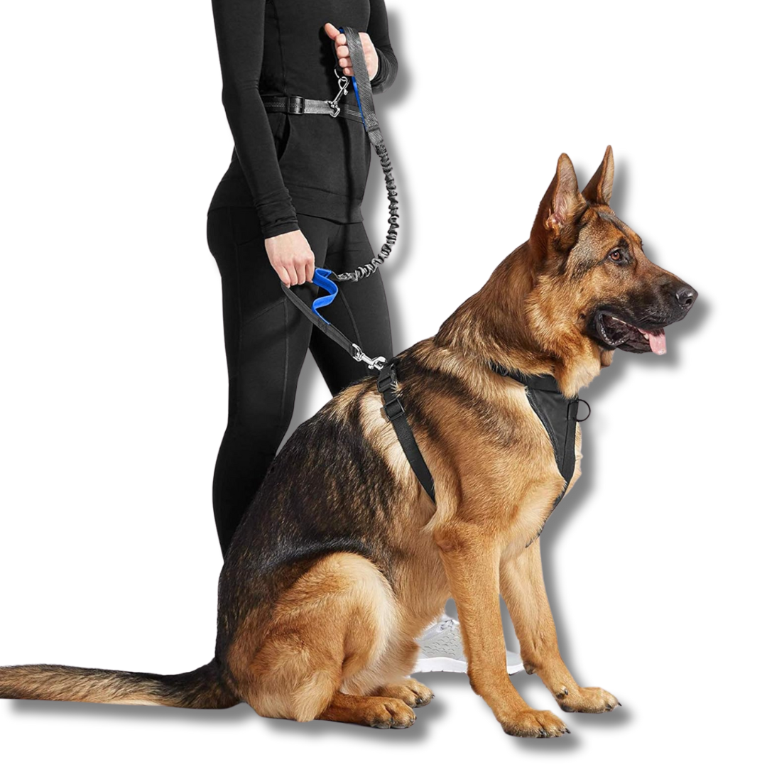Hands-Free Dog Running Leash Waist Belt Elastic Shock Absorbing Reflective 160–260cm Jogging Walking Hiking Lead | Koossa