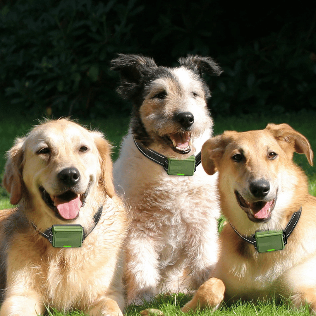 Dog Training Collar 300m Remote Waterproof Rechargeable Beep Vibration Static Small Large Dogs USB-C | Koossa