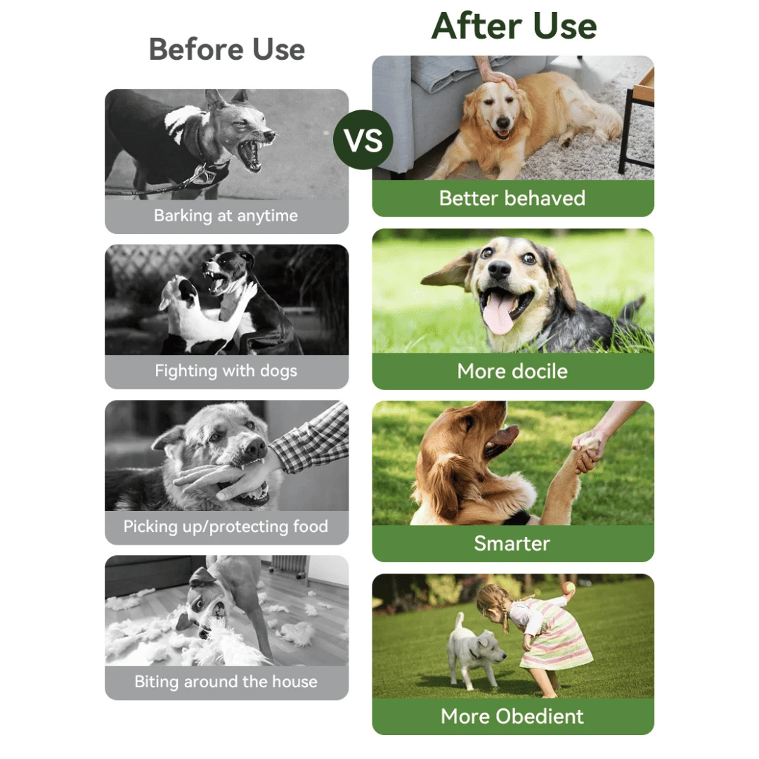 Dog Training Collar 300m Remote Waterproof Rechargeable Beep Vibration Static Small Large Dogs USB-C | Koossa