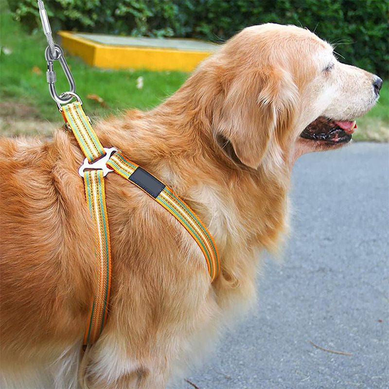 Longe d'attache en acier 3 mm anti-morsure pour chien jardin camping extérieur mousquetons robustes sécurisés | Koossa