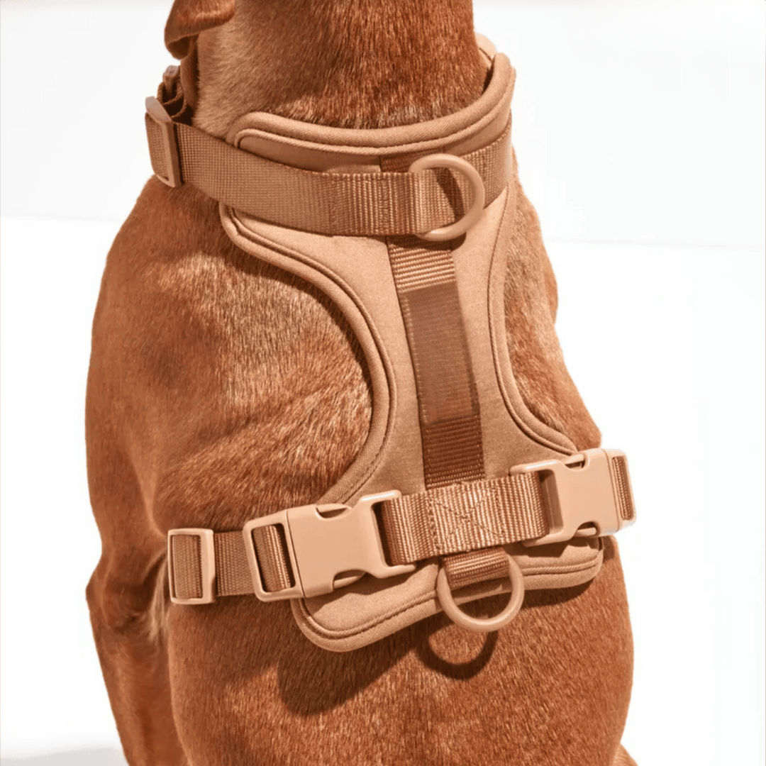 Dog Harness Lead Set No-Pull Padded Neoprene Small Medium Large with Matching Lead Poo Bag Holder Adjustable Walking Kit | Koossa
