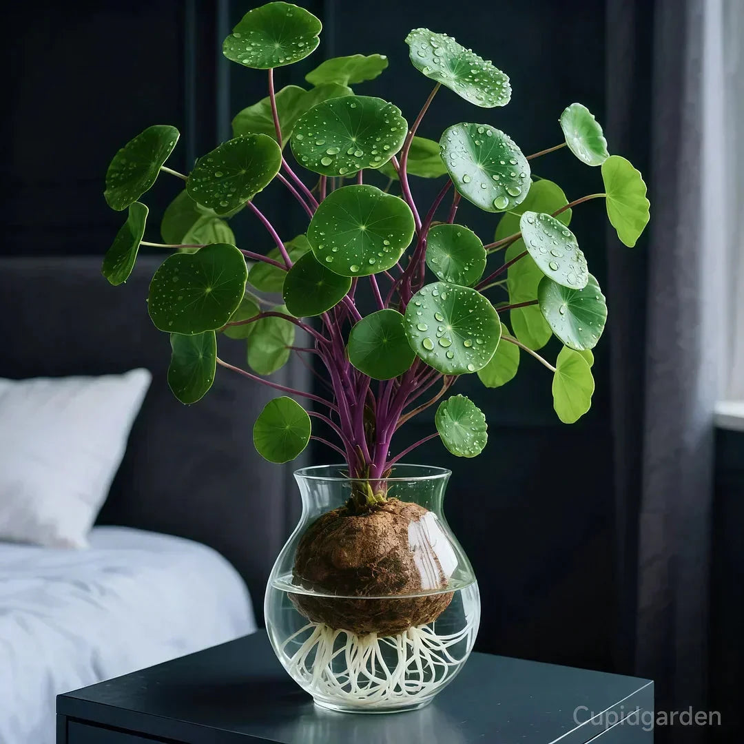 Plante d'intérieur à caudex sculptural pour salon bureau et rebord de fenêtre facile d'entretien décorative | Koossa