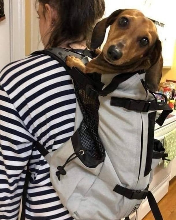 Dog Carrier Backpack Breathable Mesh Dachshund Travel Rucksack Ventilated Adjustable Reflective Small Dog Hands-Free Walking Hiking | Koossa