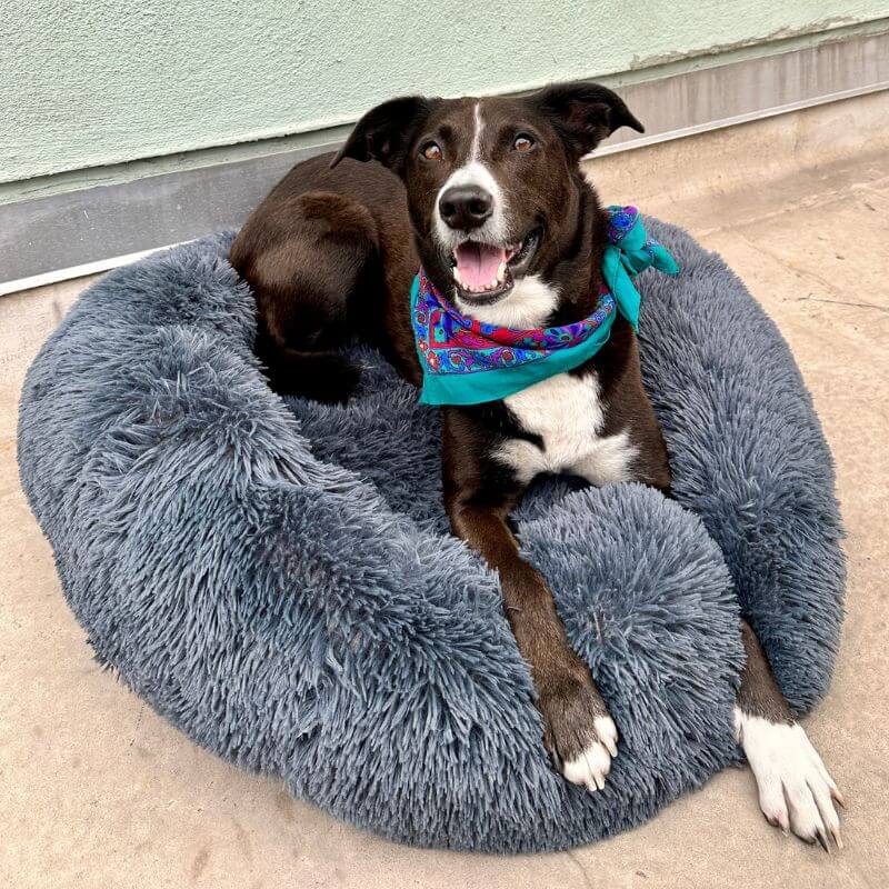 Dog Bed Donut Faux Fur Warm Washable Anti-Anxiety Calming Pet Bed Non Slip Base XS XXL Puppy Sleeping Cushion | Koossa