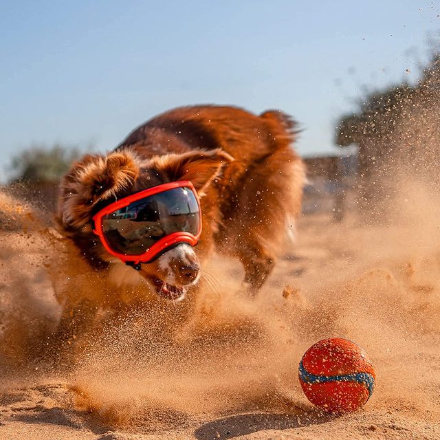 Dog Goggles UV Protection Adjustable Windproof Scratch-Resistant Small Medium Large Dog Sunglasses Outdoor Eye Protection Hiking | Koossa