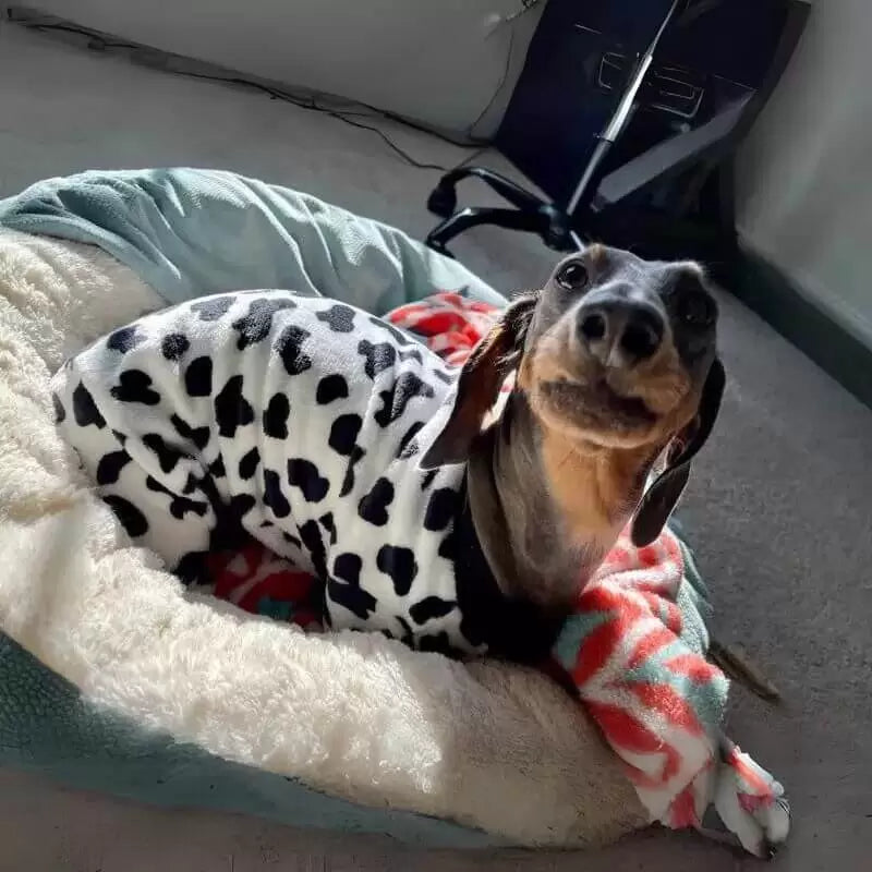 Dachshund Pyjamas Fleece Cow Print Full Body Jumpsuit S–XL Winter Dog Sleepwear Onesie Cold Weather | Koossa