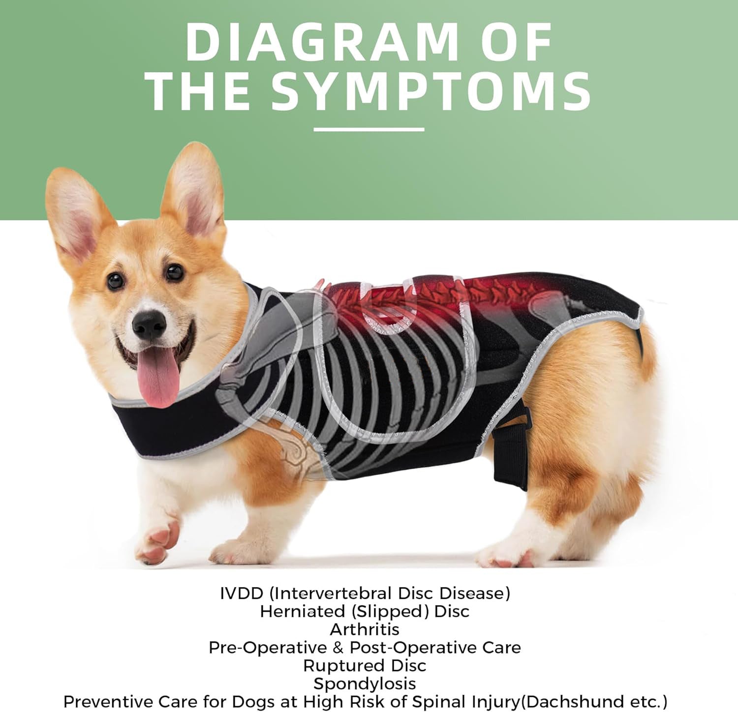 Dog Back Brace 6 Spring Strips Spinal Support Dachshund IVDD Arthritis Recovery Vest Spine Stabiliser Small Dog Lumbar | Koossa