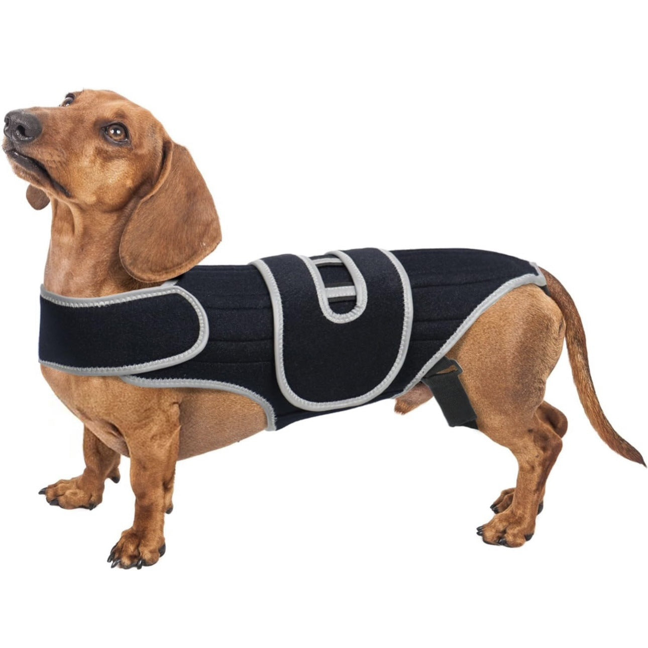 Dog Back Brace 6 Spring Strips Spinal Support Dachshund IVDD Arthritis Recovery Vest Spine Stabiliser Small Dog Lumbar | Koossa