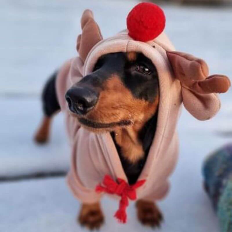 Dachshund Reindeer Hoodie Fleece Lined Polyester XS–2XL Christmas Dog Costume Festive Holiday Outfit Rudolph | Koossa
