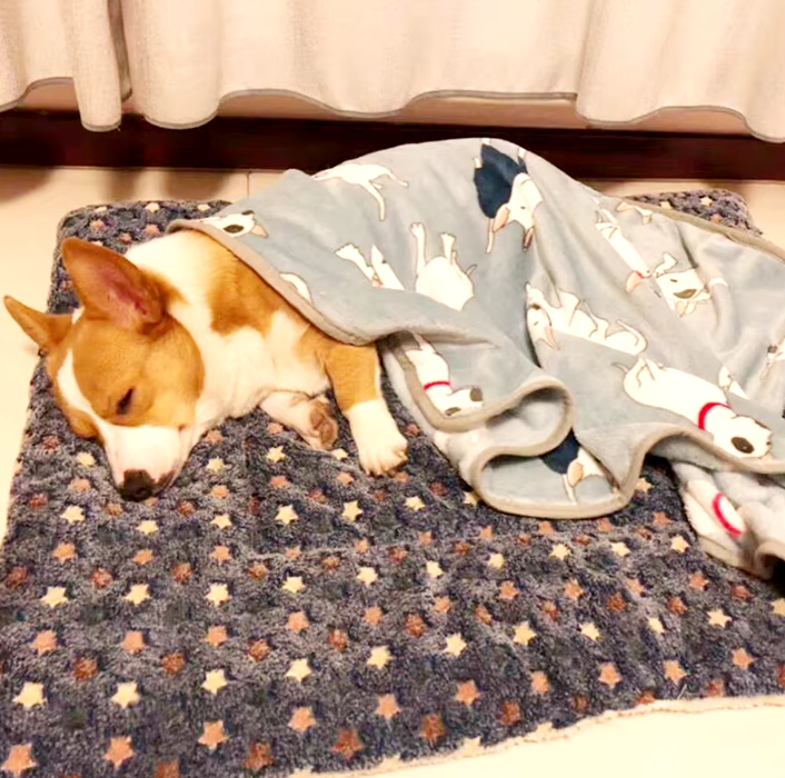 Pet Blanket Fleece Soft Washable XS–XXL Dog Cat Mat Bed Sofa Protector Light Grey Grey Blue Brown Navy Pink Rose Gold | Koossa