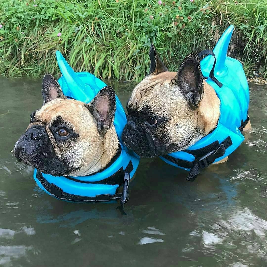 Dog Life Jacket Shark Fin Buoyant Diving Fabric French Bulldog Swim Vest Quick-Release Buckle Grab Handle D-Ring Water Safety | Koossa