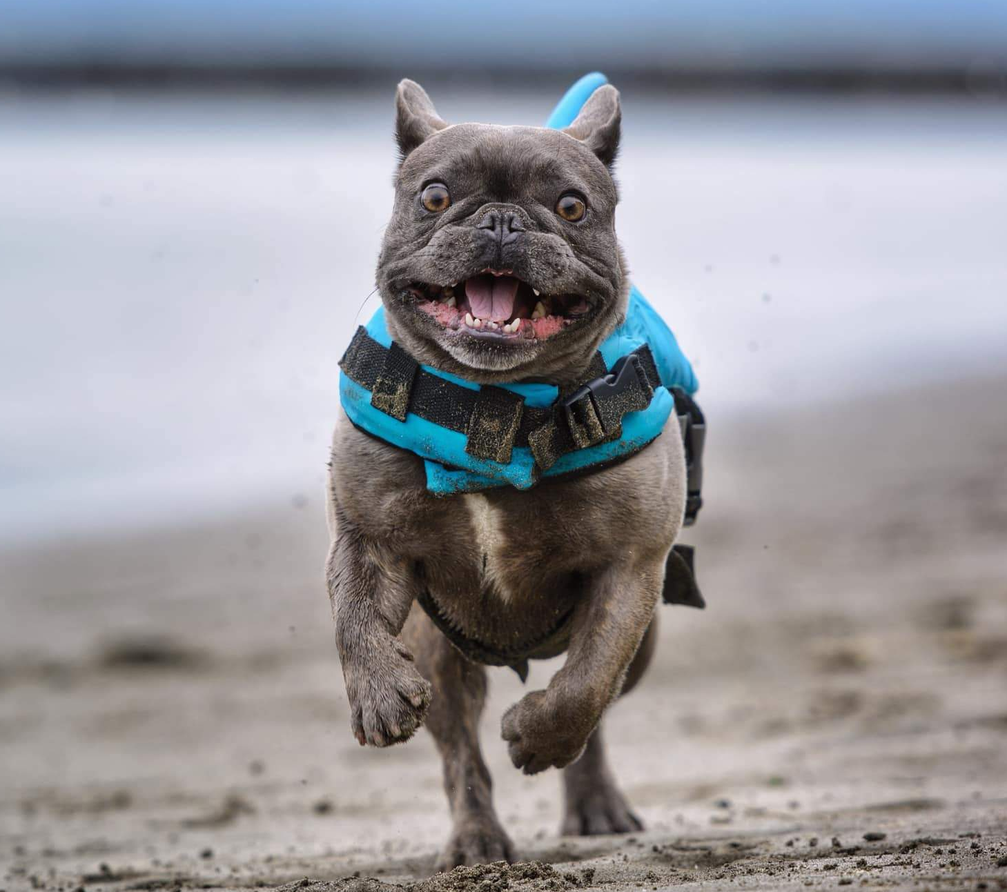Dog Life Jacket Shark Fin Buoyant Diving Fabric French Bulldog Swim Vest Quick-Release Buckle Grab Handle D-Ring Water Safety | Koossa