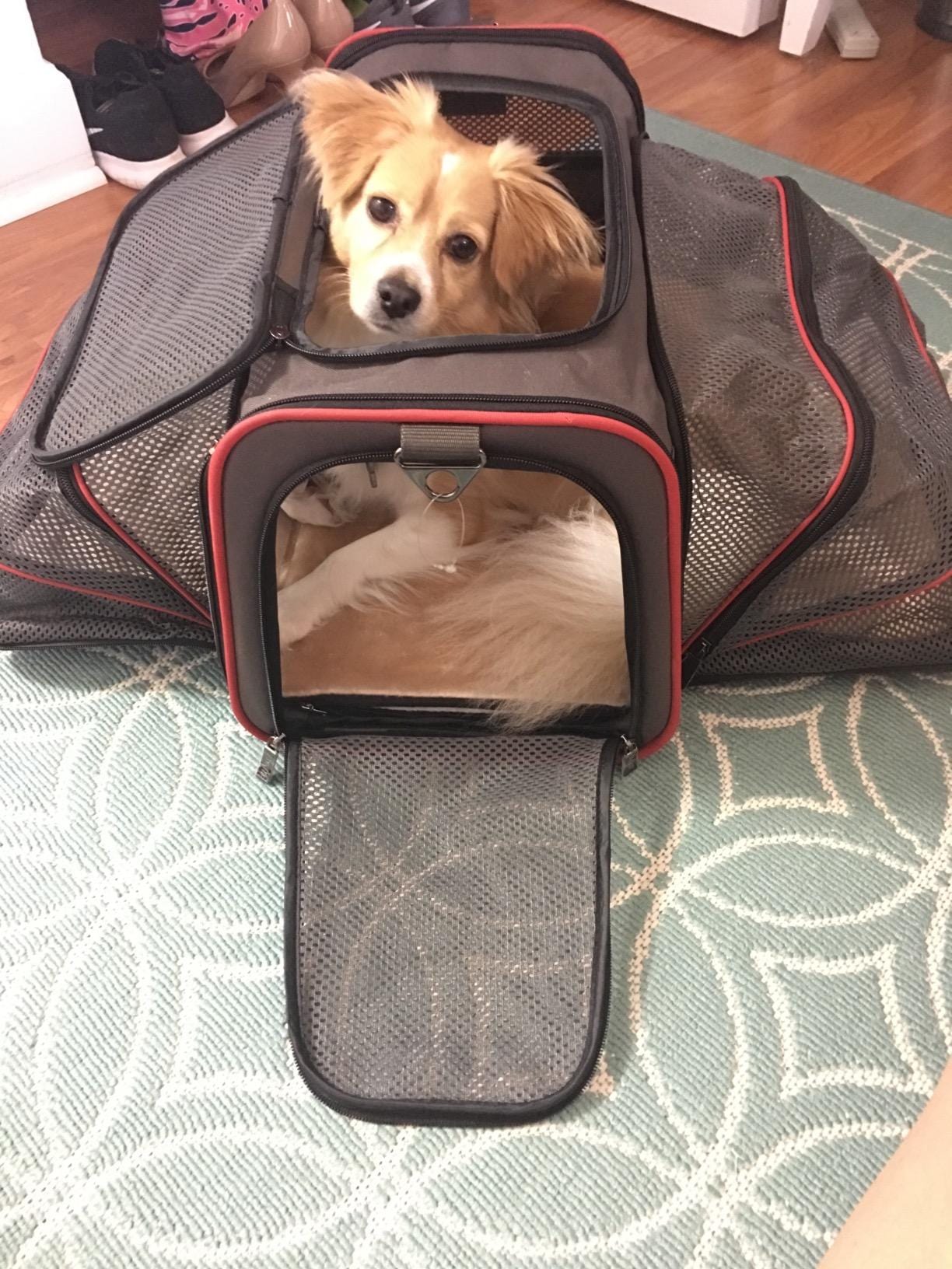 Pet Carrier Bag Oxford Fabric Expandable 46x28x28cm Airline Approved 4-Way Entry Breathable Mesh Cat Dog Travel Bag | Koossa