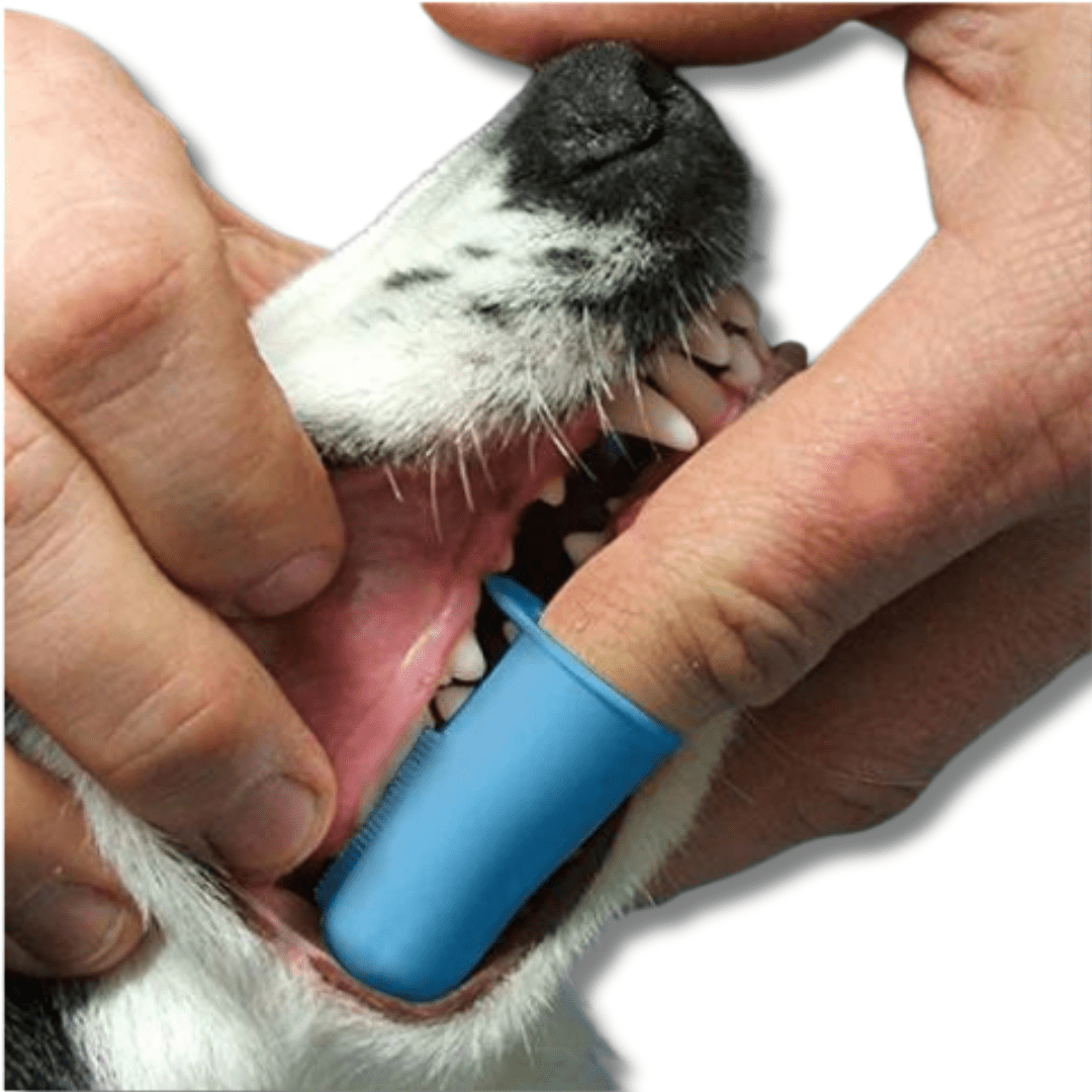 Dog Cat Finger Toothbrush Silicone Dental Brush Pet Teeth Cleaning Gum Massager Oral Care Tool Dogs Cats | Koossa