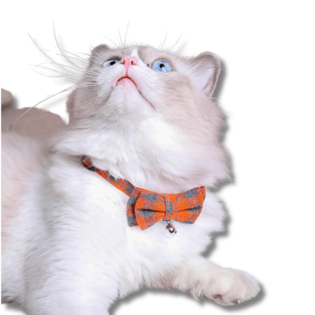 Cat Collar Bow Tie Nylon Adjustable Safety Breakaway Buckle Bell Lightweight Indoor Outdoor Kitten Adult Cat | Koossa